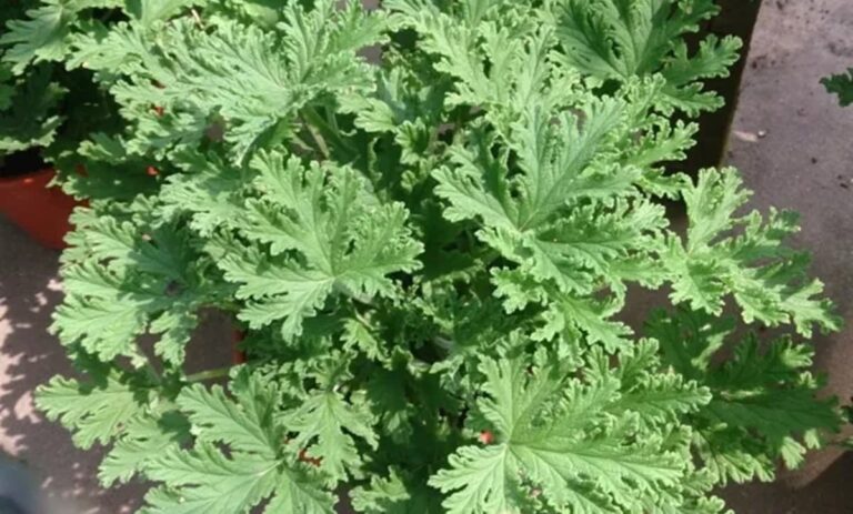 citronela propiedades