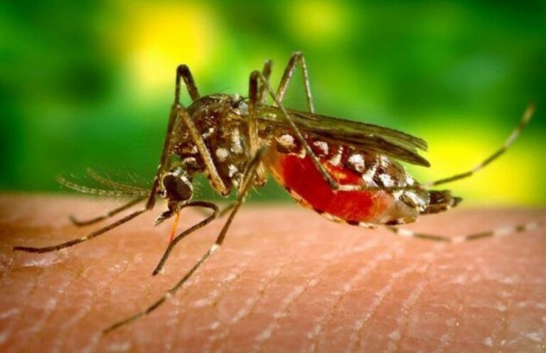 mosquitos repelente