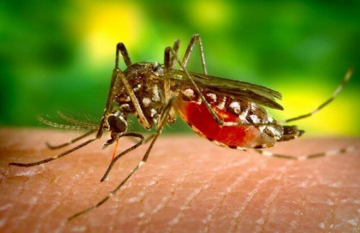 mosquitos repelente